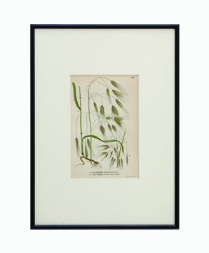 BOTANICAL GRASS_04
